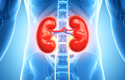 Insuficiência renal: tratamento, cuidados e como viver melhor